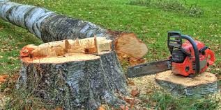 Best Root Management and Removal  in Wayland, MI