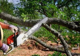 How Our Tree Care Process Works  in  Wayland, MI