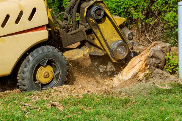 Best Emergency Tree Removal  in Wayland, MI