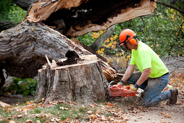 Professional Tree Services in Wayland, MI